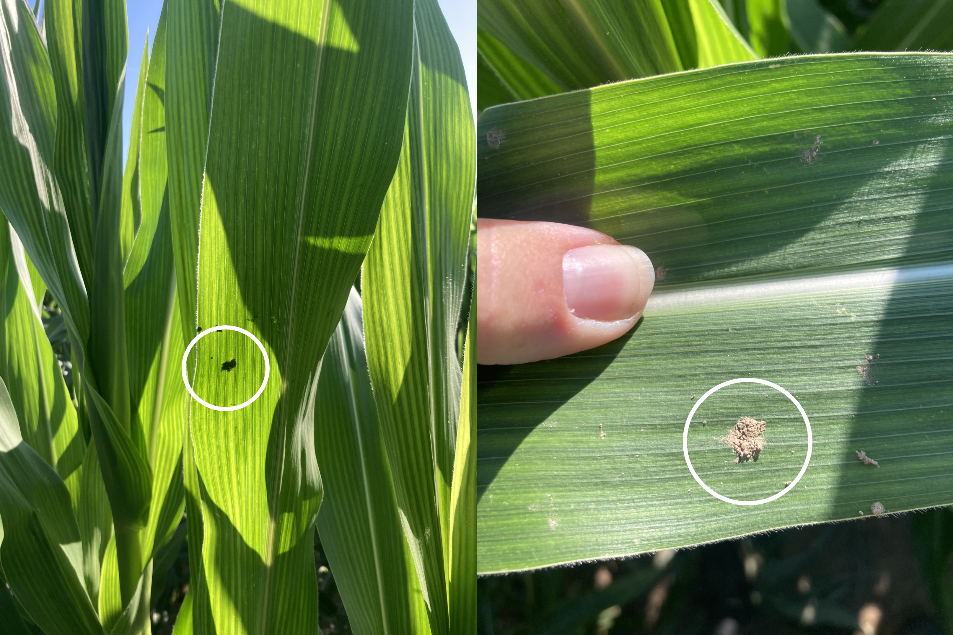 Two-panel image showing signs of western bean cutworm (WBC) in corn. Left: WBC moth silhouette on the underside of a corn leaf. Right: Frass (insect waste) on a corn leaf, indicated by a circle, with a person’s finger for scale.